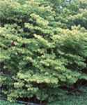 cornus florida gold nugget dogwood tree