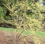 cornus officinalis japanese cornelian cherry tree