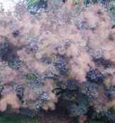 cotinus coggygria smoketree seed