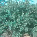 cotoneaster acutifolia peking seed