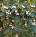 cotoneaster divaricata spreading cotoneaster shrub seed