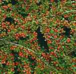 cotoneaster horizontalis rock cotoneaster shrub seed