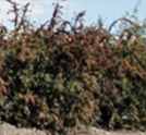 cotoneaster integerrimus common cotoneaster shrub seed