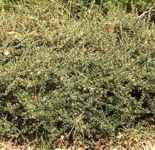 cotoneaster microphylla thymifolius shrub seed plant