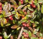 cotoneaster salicifolia repens scarlet leader shrub plant