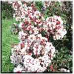 crape myrtle lagertroemia indica bugundy cotton plant
