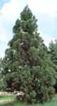 cryptomeria japonica japanese cypress tree seed