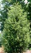 cupressus arizonica arizona cypress tree seed