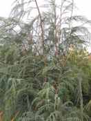 cupressus cashmiriana kasmir cypress tree seed