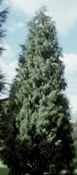 cupressus funebris chinese weeping cypress tree seed