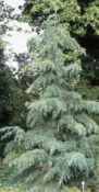 cupressus lusitania mexican cypress tree seed