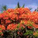 delonix regia royal poinciana tree seed