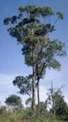 eucalyptus botryoides bangalay tree seed
