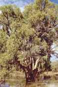 eucalyptus camaldulensis red river gum tree seed