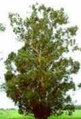 eucalyptus globulus blue gum tree seed