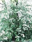 exochorda racemosa pearlbush tree shrub seed