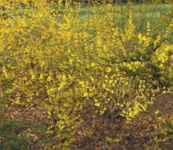 forsythia karl sax shrub 