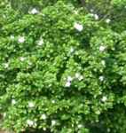 gardenia jasminoides cape jasmine shrub seed