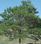 gleditsia tricanthos inermis thornless honeylocust tree seed