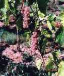 grape aurore vine plant