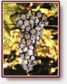 cabernet sauvingnon grape vine plant