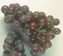 catawba grape vine plant