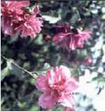 hibiscus syriacus double red shrub tree