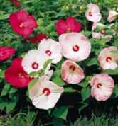 disco belle hibiscus moscheutos seed shrub