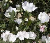 hibiscus syriacus jeanne d arc tree shrub