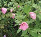 hibiscus moscheutos swamp mallow shrub seed