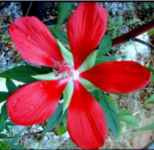 hibiscus star of texas shrub plant