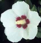 hibiscus syriacus helene tree shrub plant