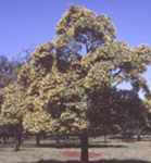 hymenosproum flavum wollum tree seed