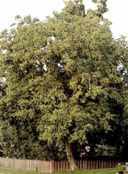 juglans regia carpathian walnut tree seed