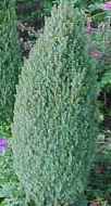 juniperus communis common juniper tree seed
