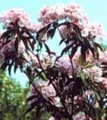kalmia latifolia mountain laurel shrub plant