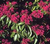 kalmia latifolia mountain laurel sarah shrub plant