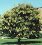 koelreuteria paniculata golden rain tree seed