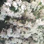 kolkwitzia amabilis beautybush shrub seed