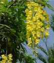laburnum watereri golden chain tree seed
