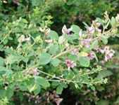 lespedeza bicolor bush clover seed