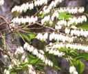 leucothoe racemosa seed