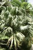 livinstonia chinensis chinese fountain palm seed