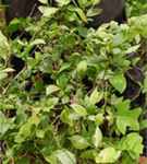 lyonia ligustrina maleberry shrub seed