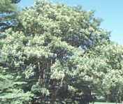 macckia amurensis tree seed