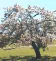 honan crabapple malus hupehensis tree seed seedling