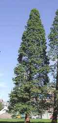 metasequoia glyptostroboides dawn redwood seed tree