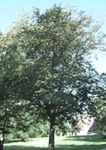ostrya virginiana tree seed american hop hornbeam