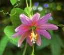 passiflora mollisima passion flower seed