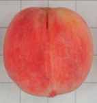 redhaven peach fruit tree